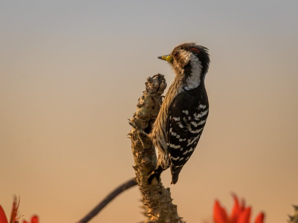 Photograph by Rokibul Hasan