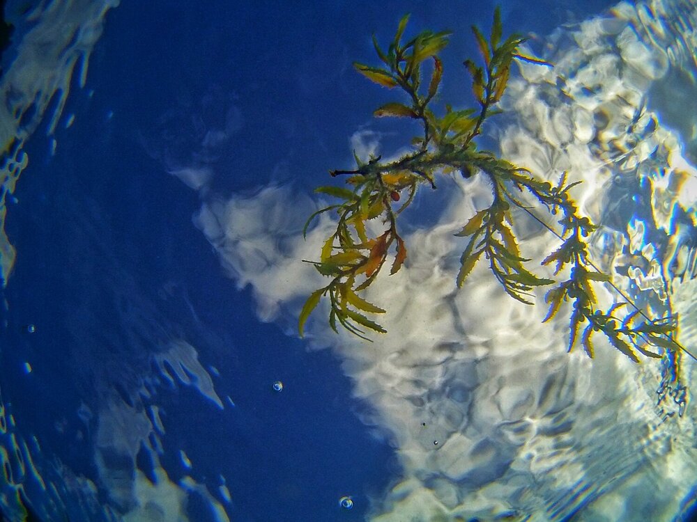 Sargass from underwater
