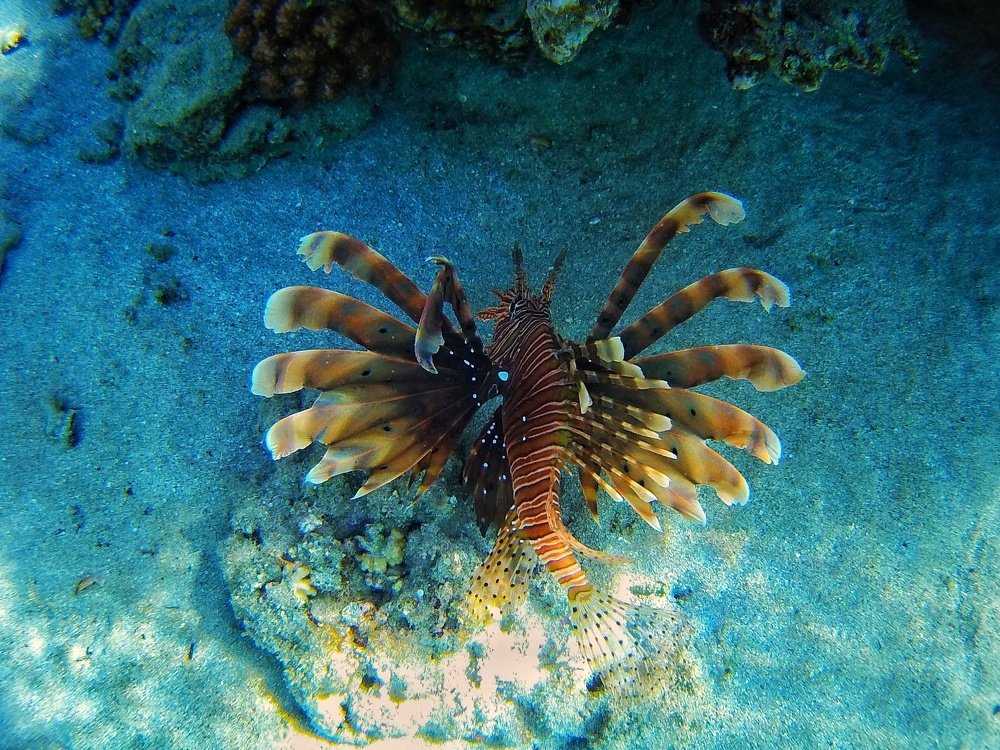 The Lionfish