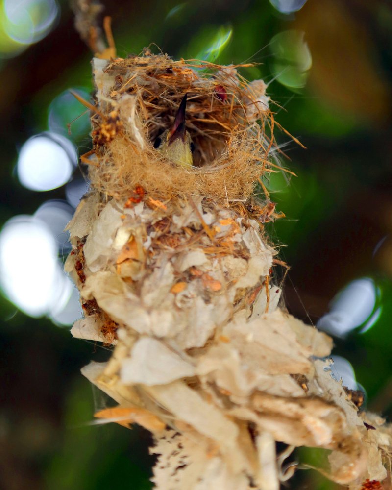 Photograph by santosh pandit