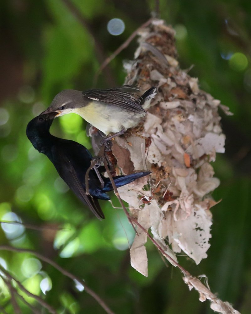 Photograph by santosh pandit