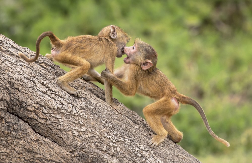 Photograph by Rishad.vp