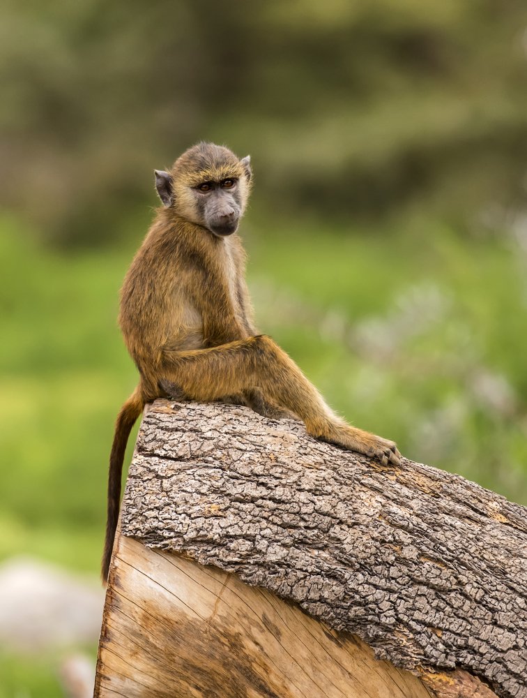 Photograph by Rishad.vp