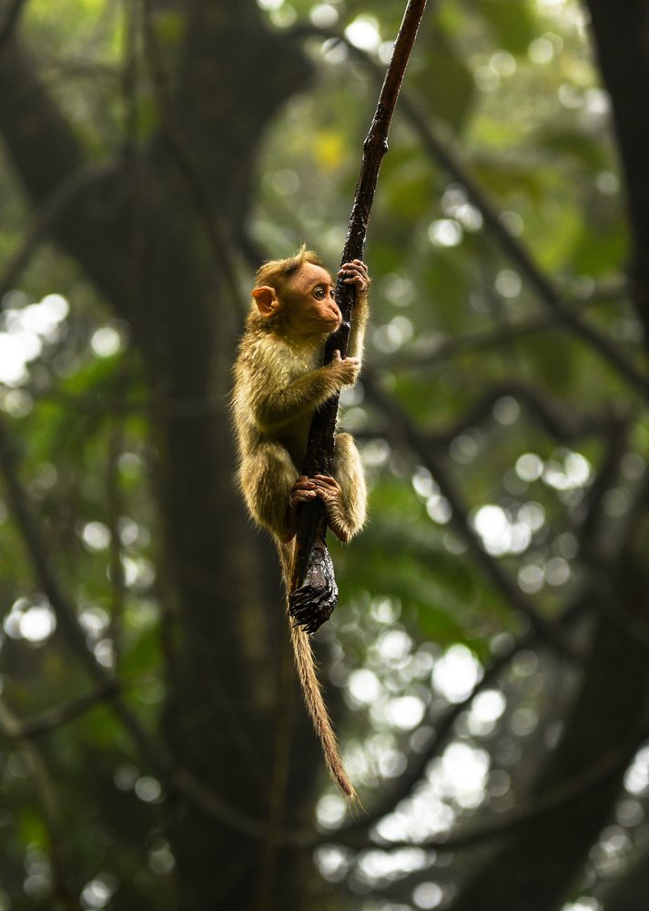 Photograph by Rishad.vp