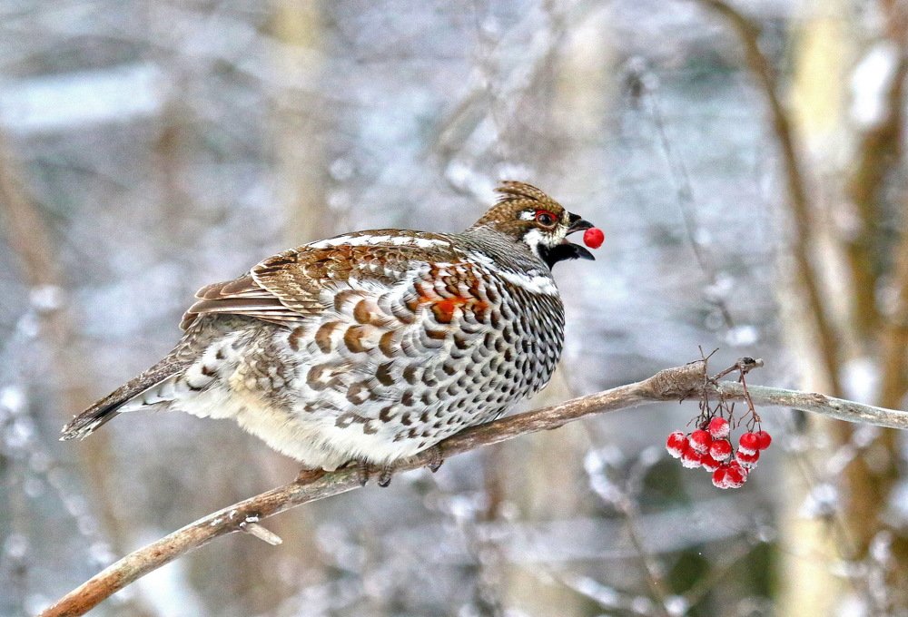 Черногорлый пестрый петушок