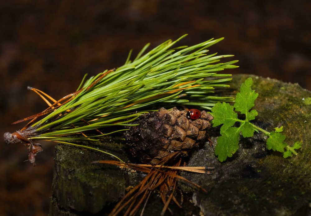 Лесной натюрморт