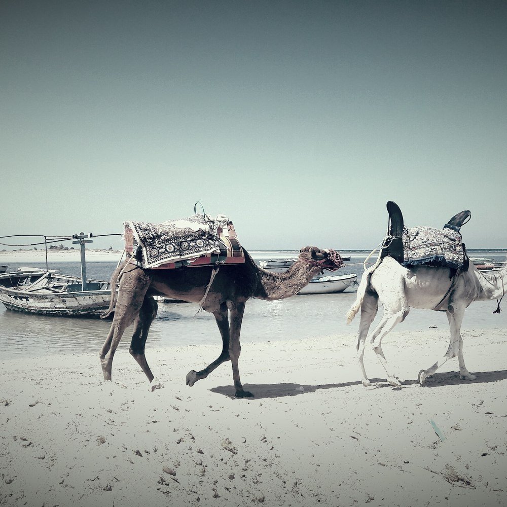 Photograph by Anis Mahouachi