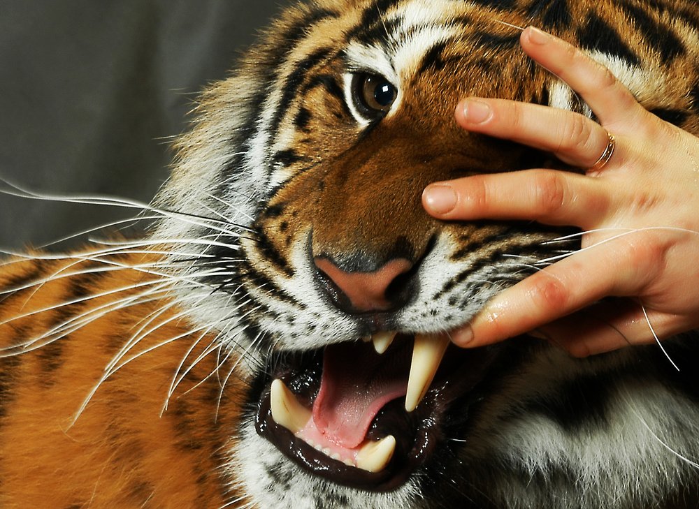 Фотография автора Михаил Пшеннов