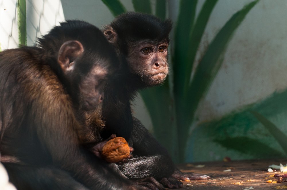 Крепкий орешек