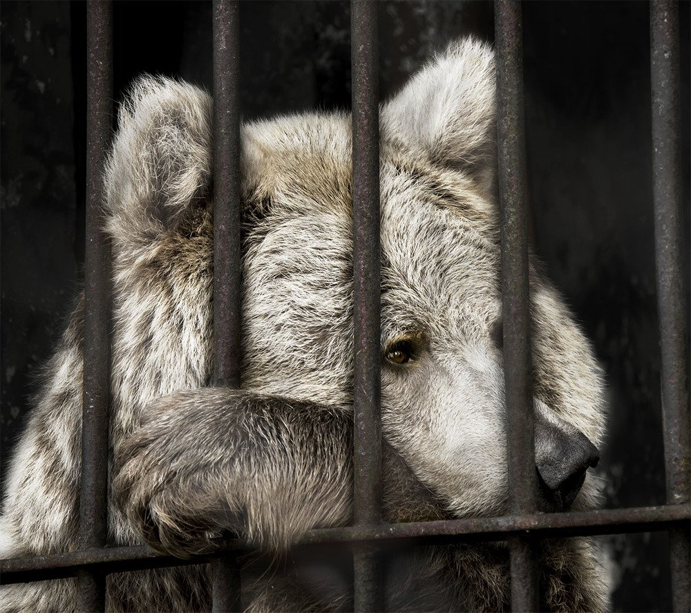 Пожизненный срок.