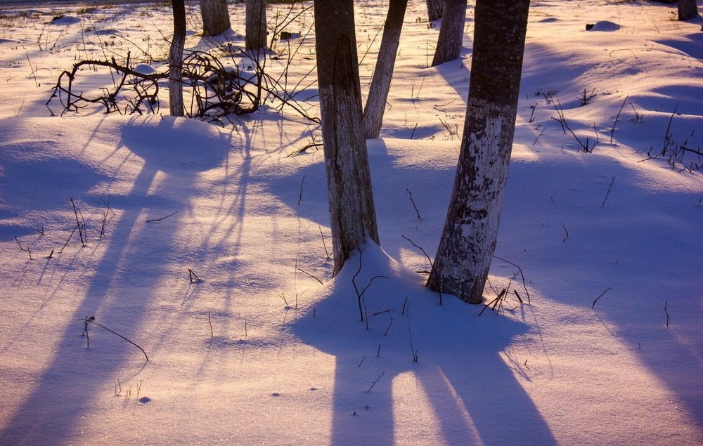 Photograph by Оксана Тонкошкурая