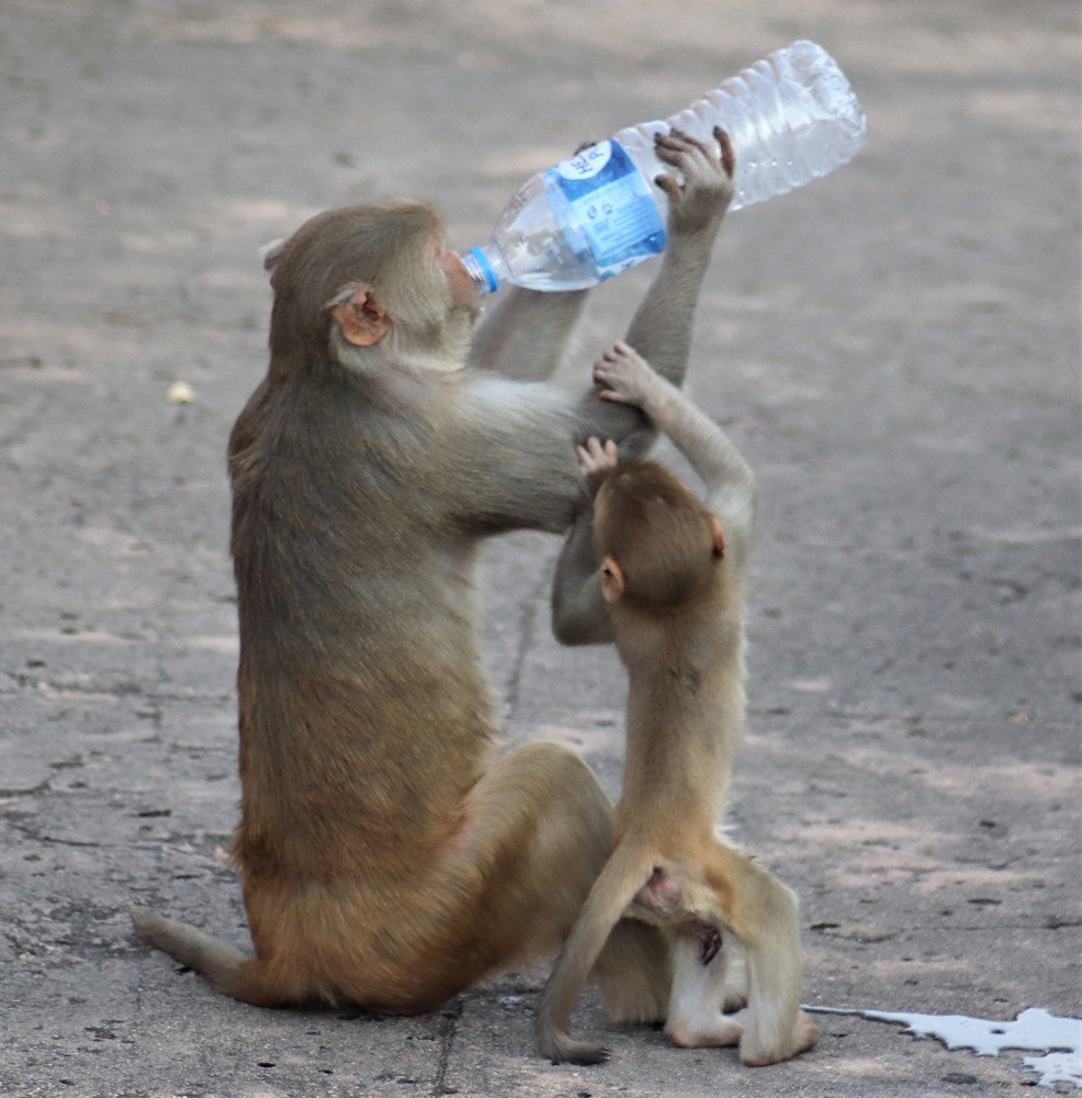 thirsty Monkey