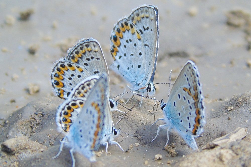 Из жизни голубянок