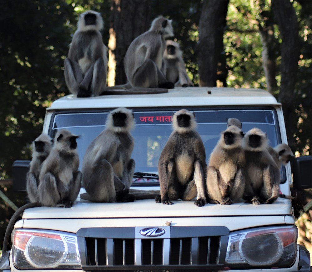 Monkeys ready for long drive