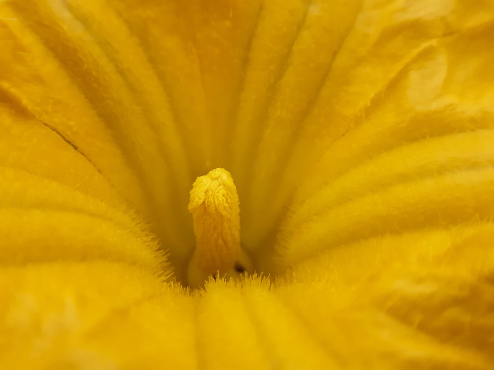 Сердце цветка тыквы.