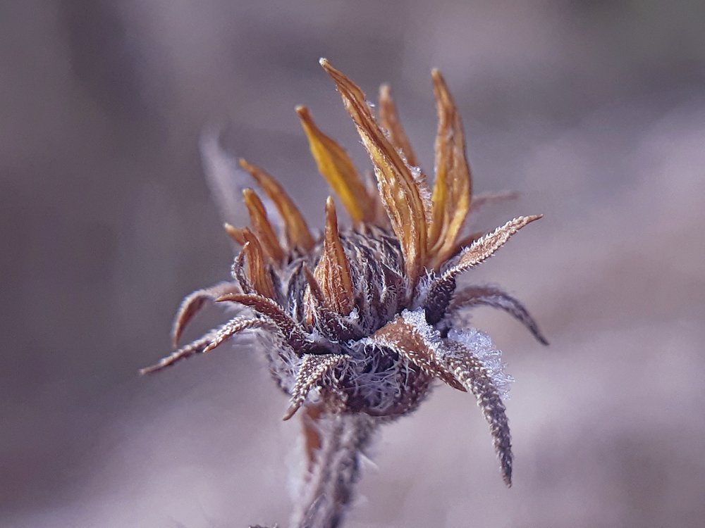 Не распустился, но уже увял. Топенамбур.