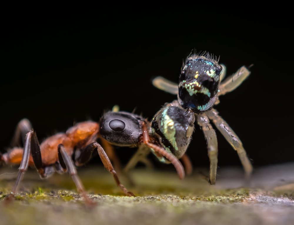 Collecting food for winter