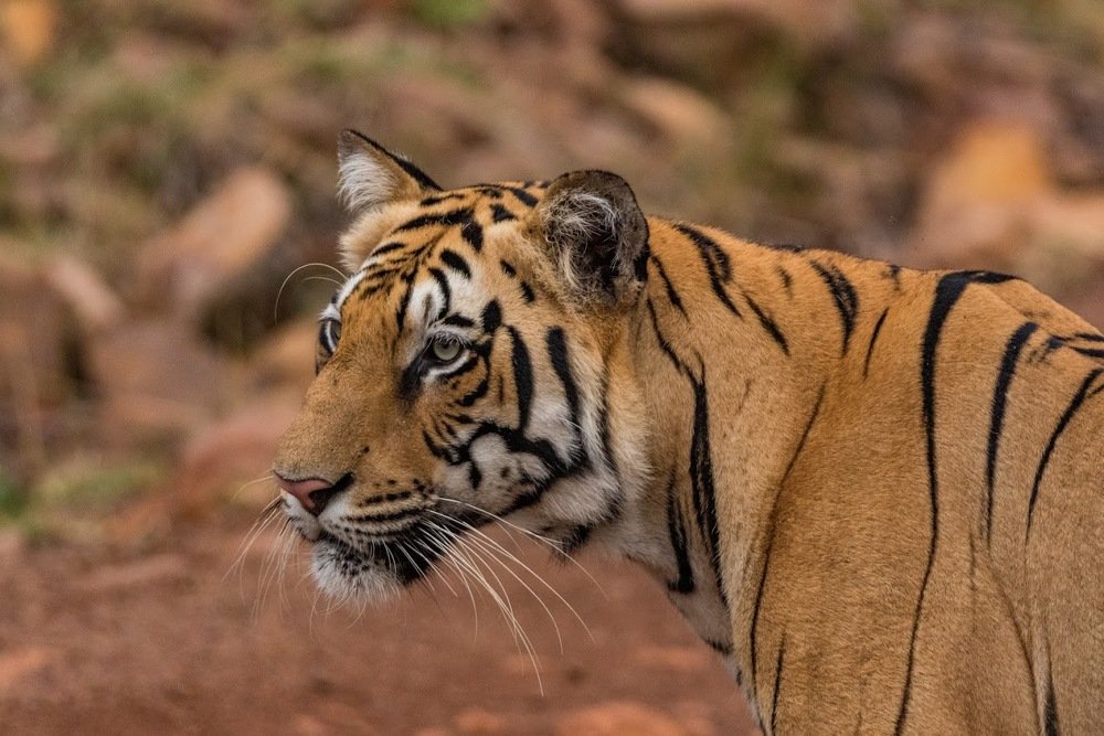 Photograph by Jayanth G