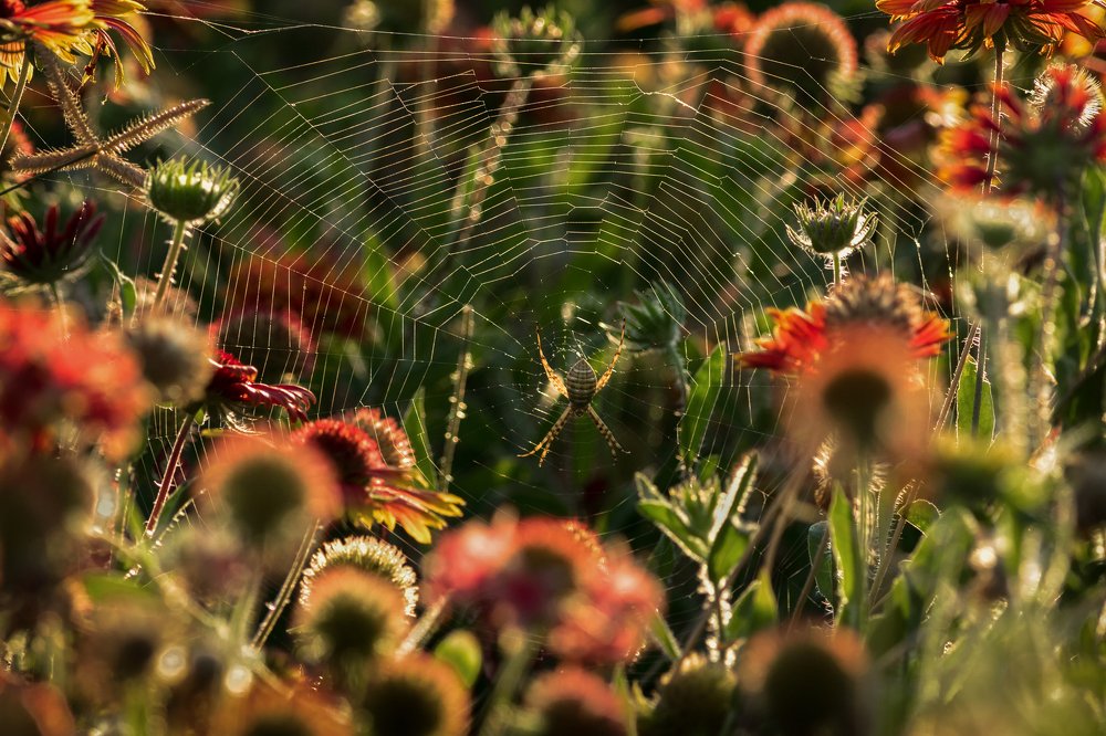 Predator in Paradise