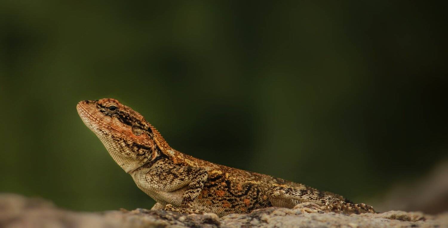 Lizard