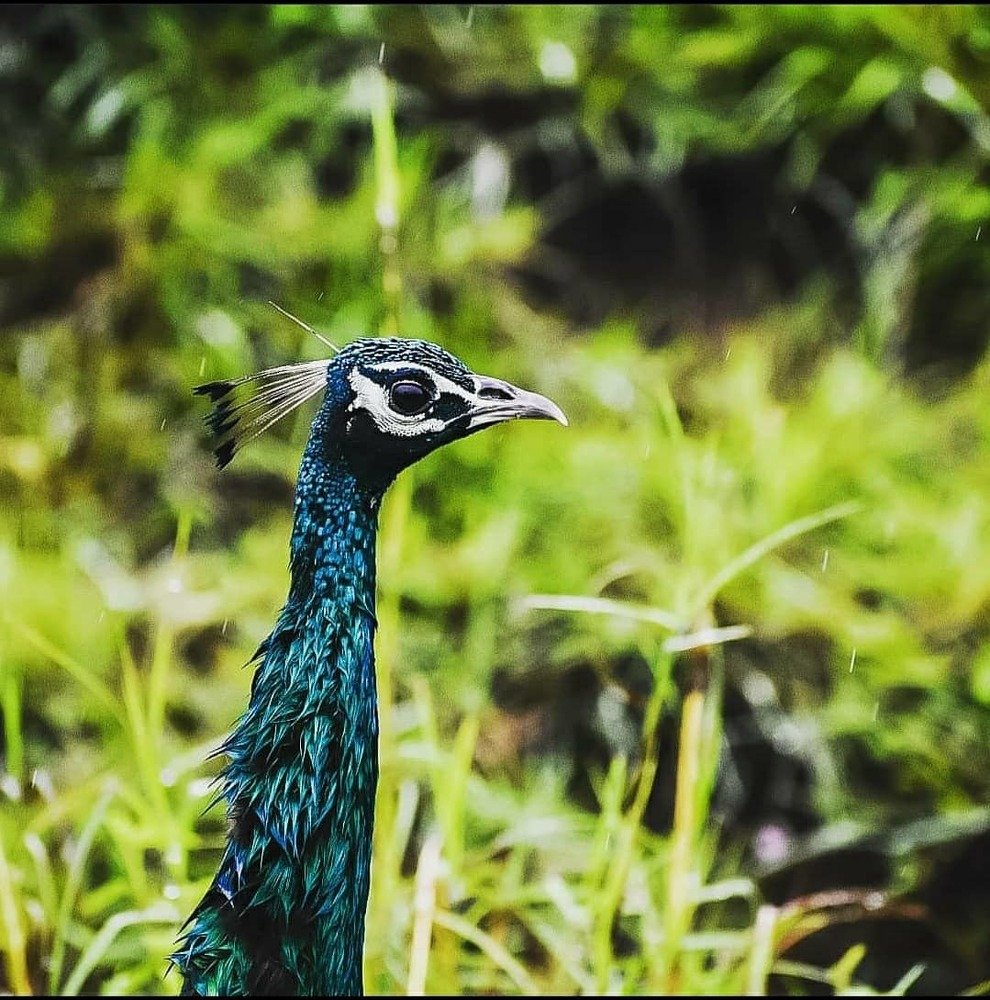 Photograph by Abdulla Atyeb