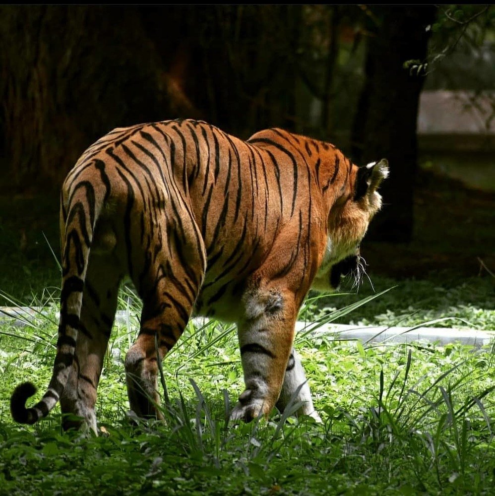 Photograph by Abdulla Atyeb