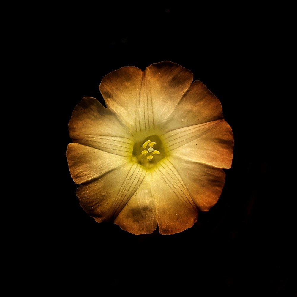 Flower