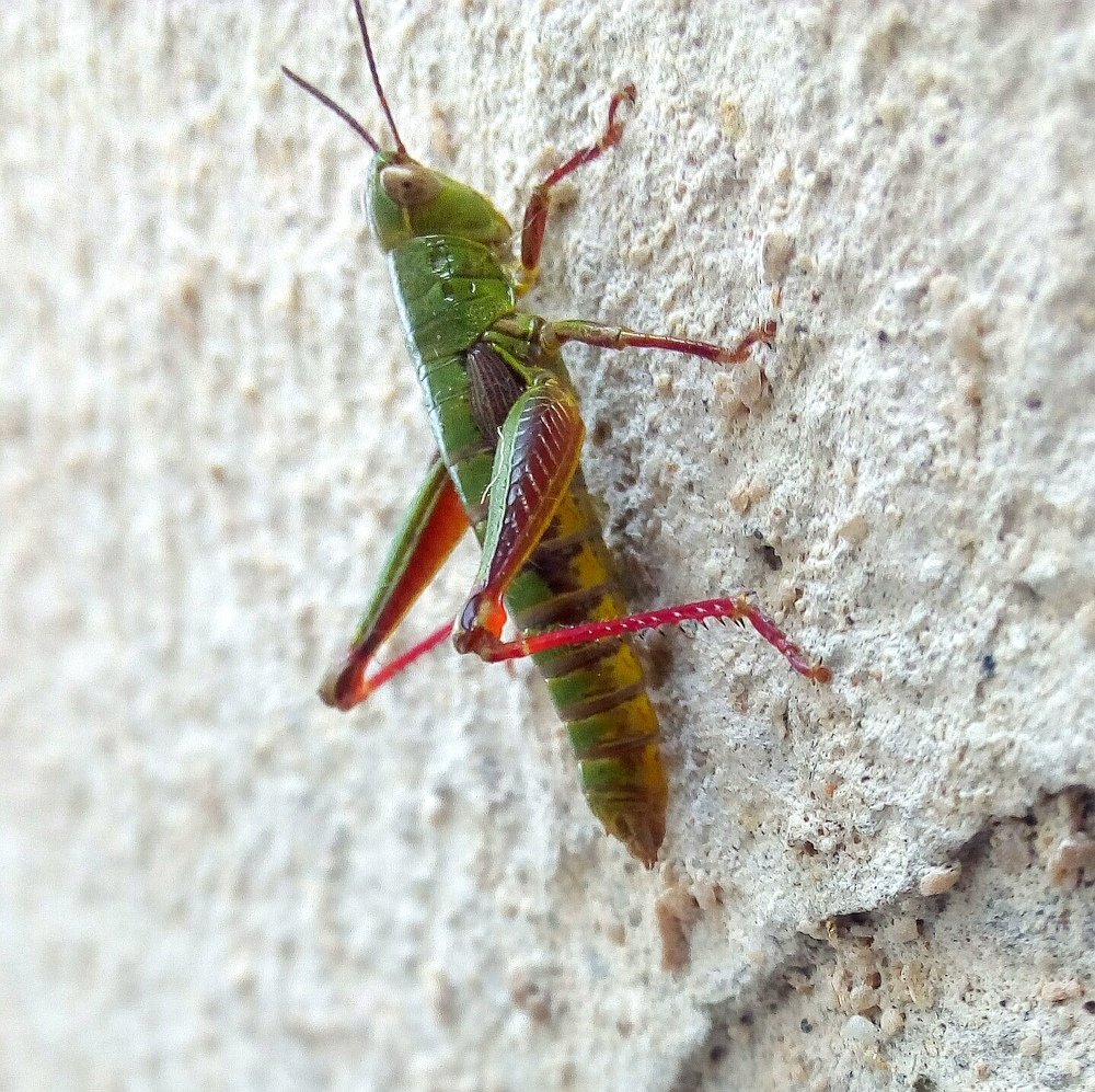 On the wall