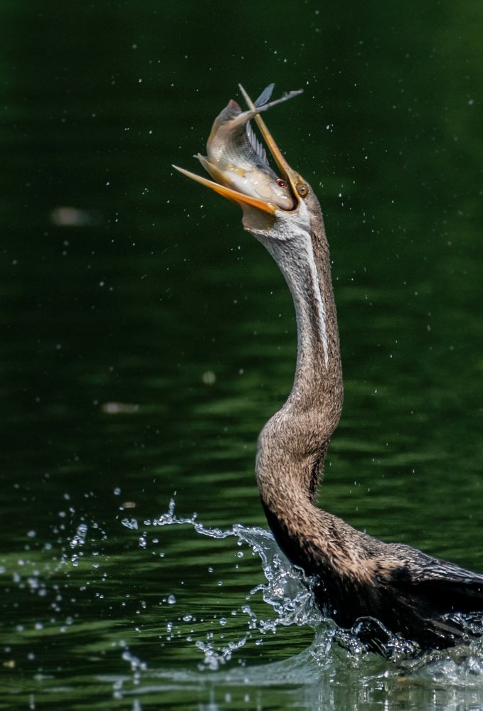 The death toss by Oriental Darter