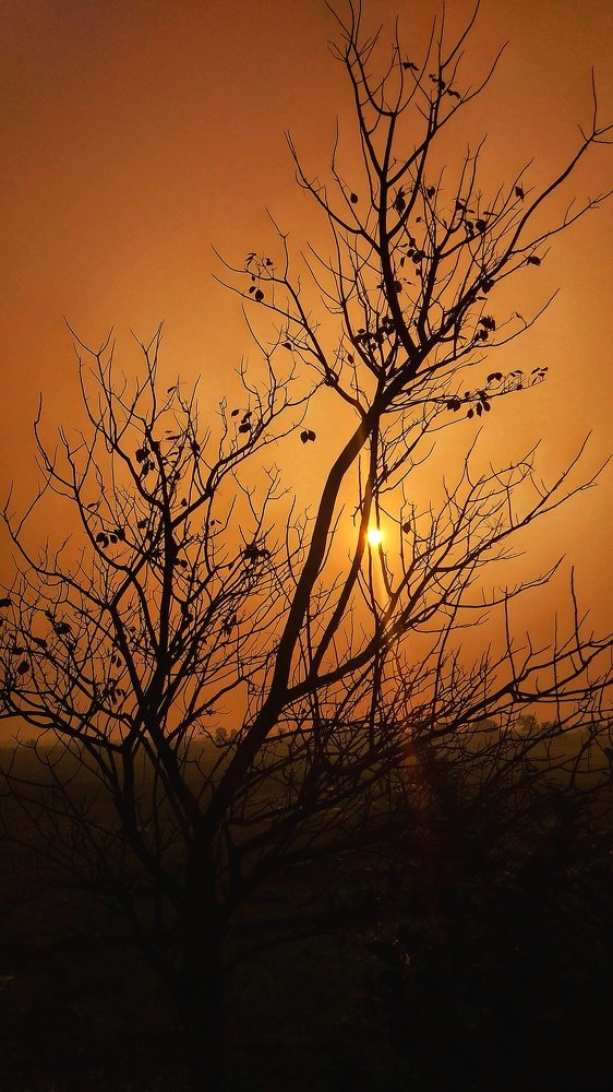 Branches of a dreid tree