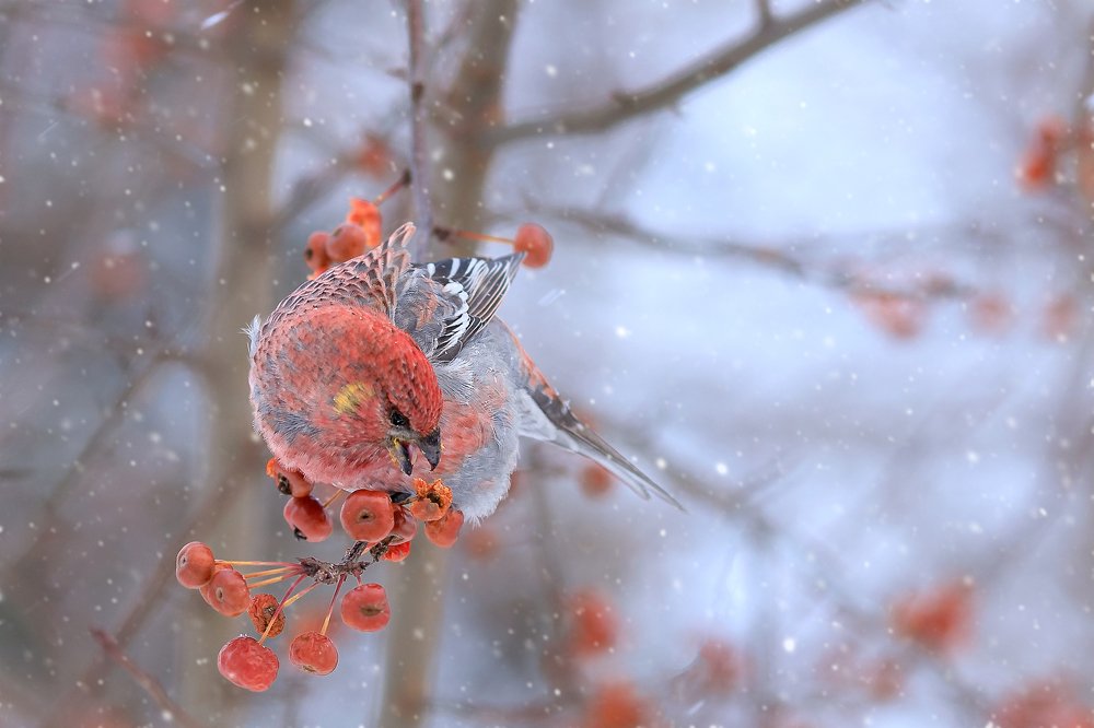 Photograph by Печерина Елена