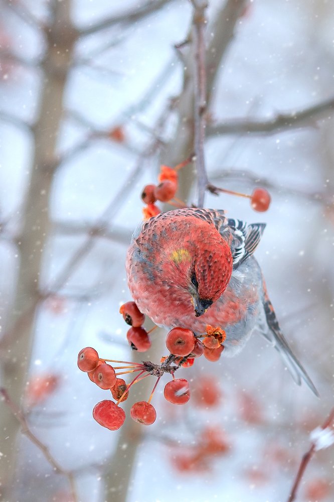 Photograph by Печерина Елена