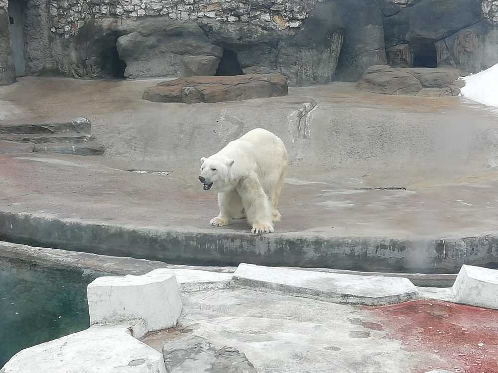 Где мое мороженое?