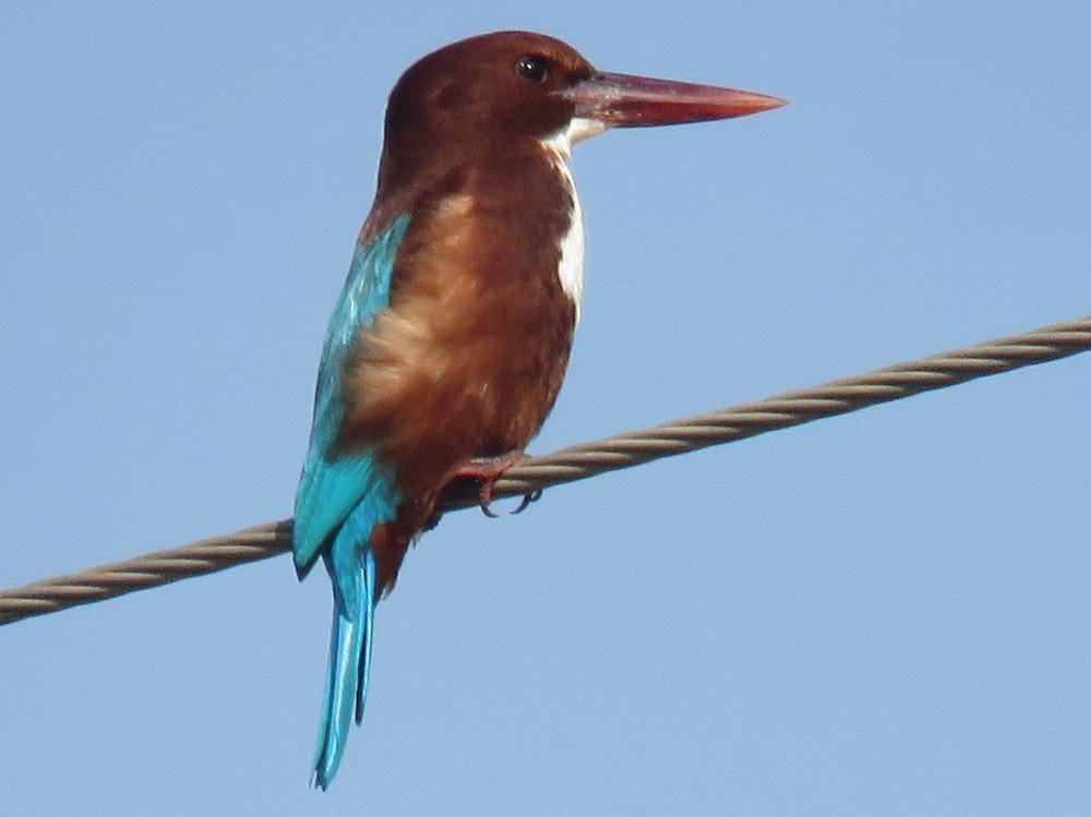 Белогрудый зимородок (Halcyon smyrnensis)