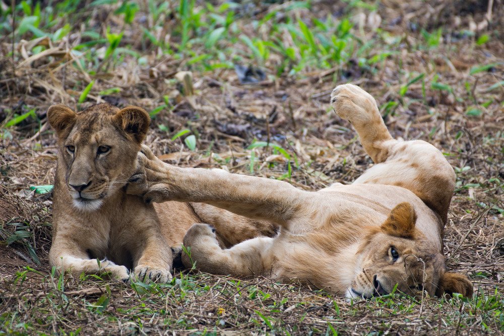Photograph by Dipayan Debbarma
