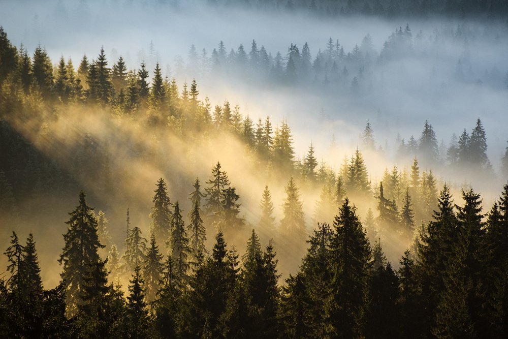 Photograph by Stefan Chirobocea