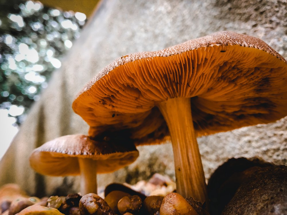 Mushroom