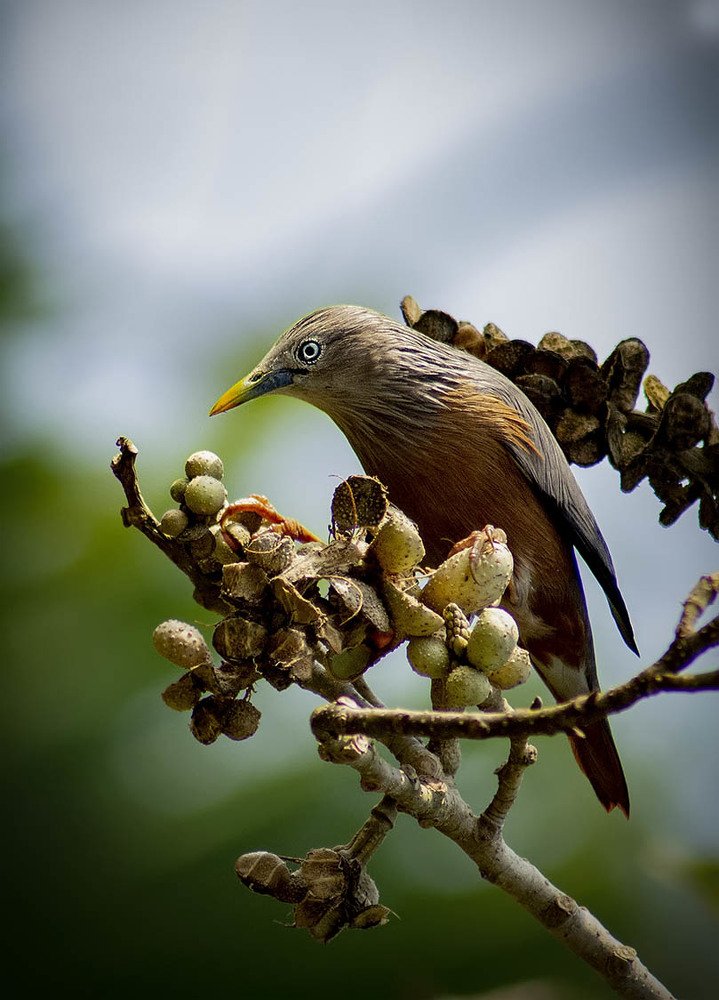 Photograph by Biswajit Das