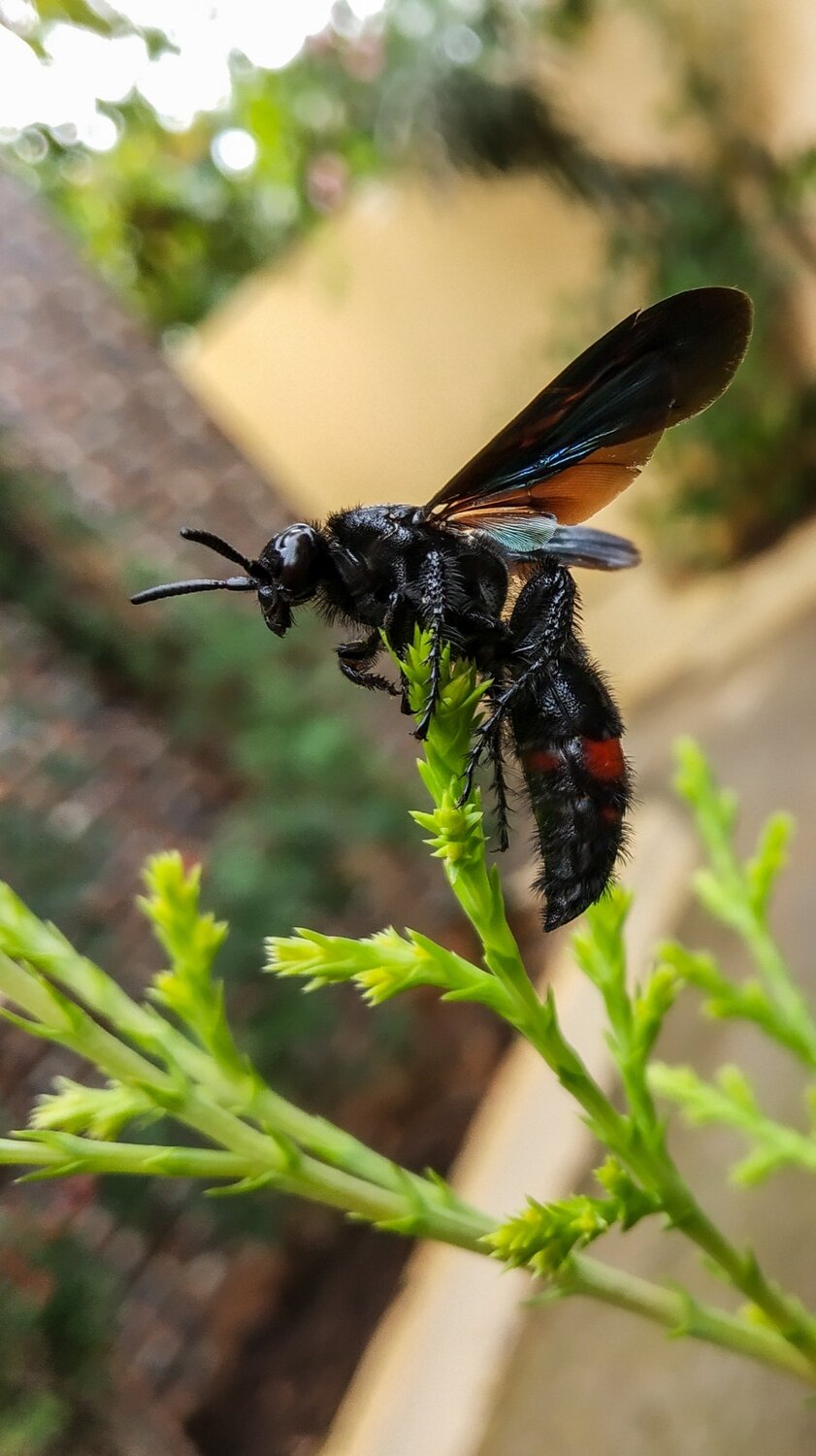 The busy Bee