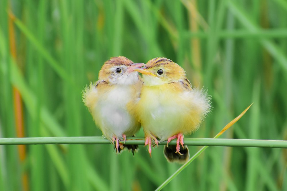 Photograph by Samanway Chatterjee