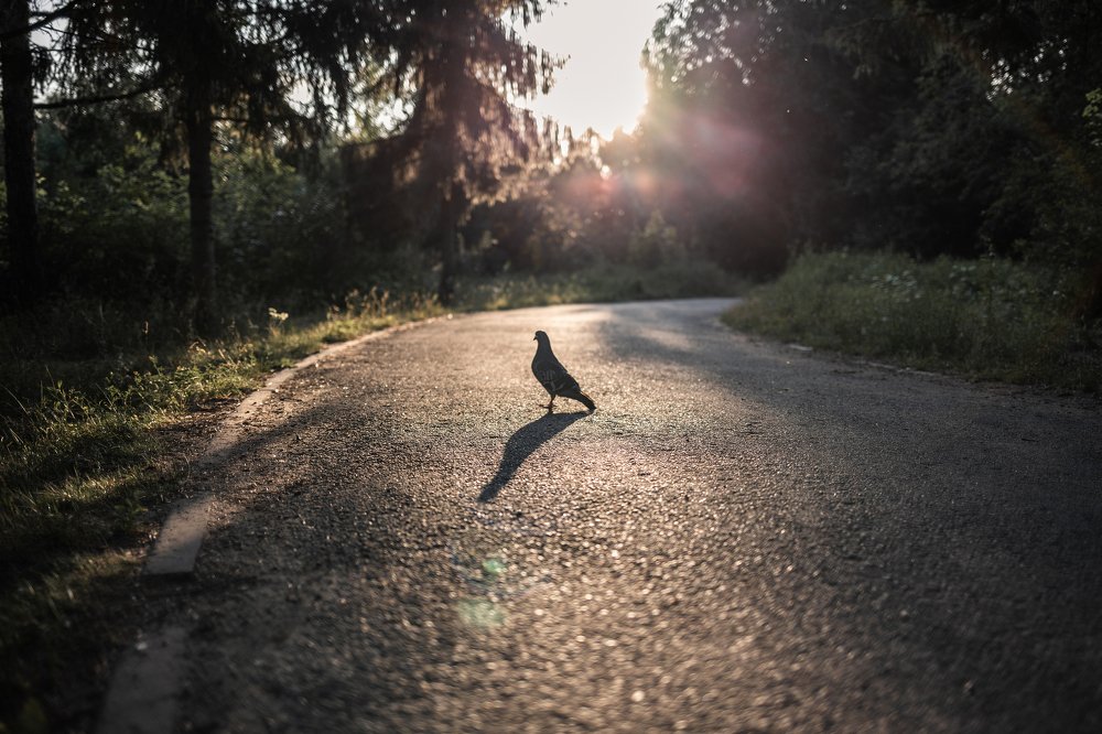 Photograph by Андрей Бодров