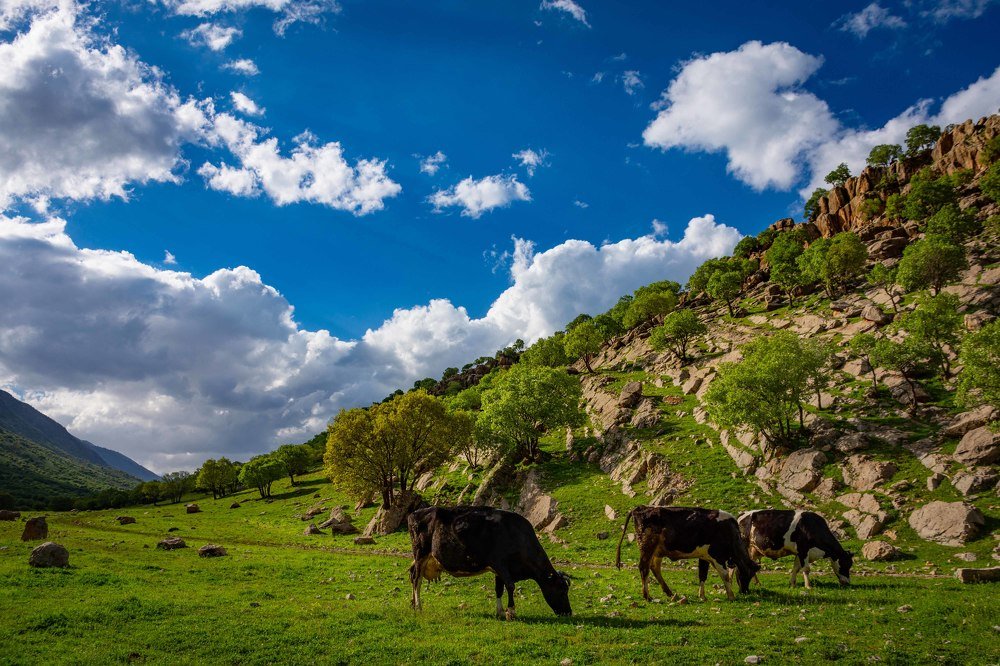 Photograph by MORTEZA ASALI