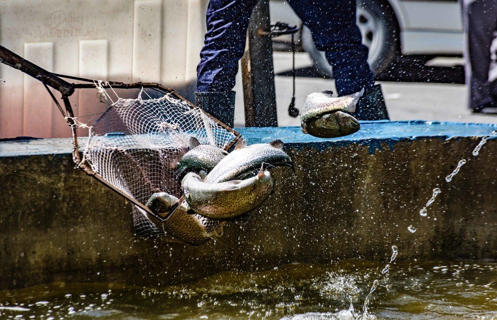 Photograph by MORTEZA ASALI