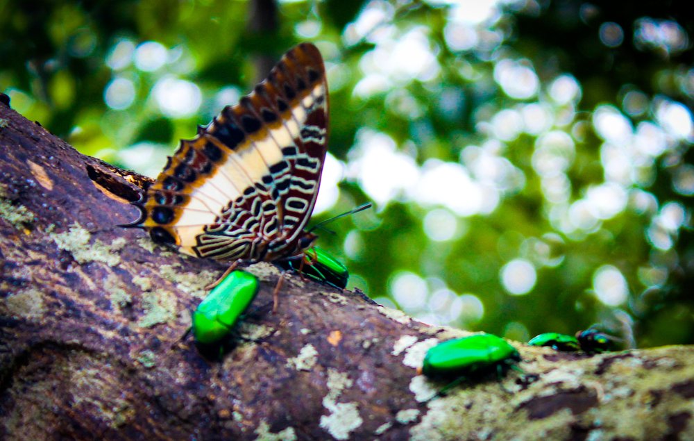 Photograph by aristide ignace kouakou konan