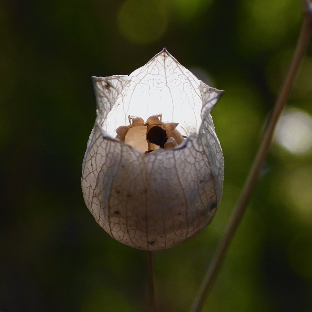 Дурманный фонарик.