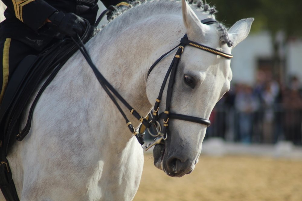 Photograph by Francisco Ferreira