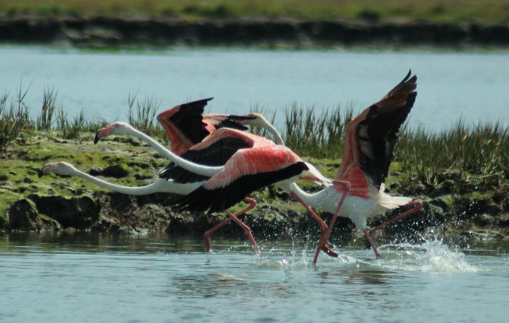 Photograph by Francisco Ferreira