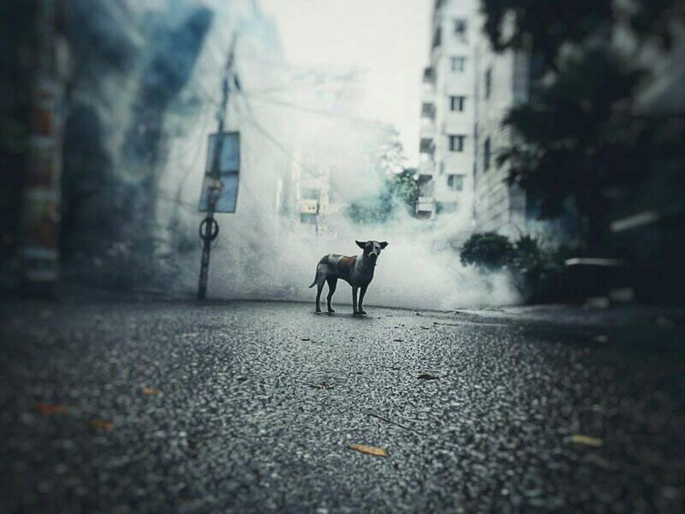 Photograph by Tareq Shuvo