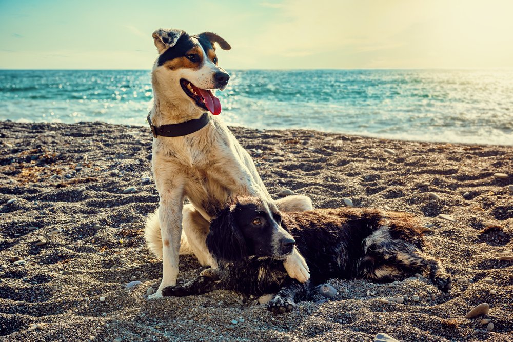 Photograph by Алексей Бортиков