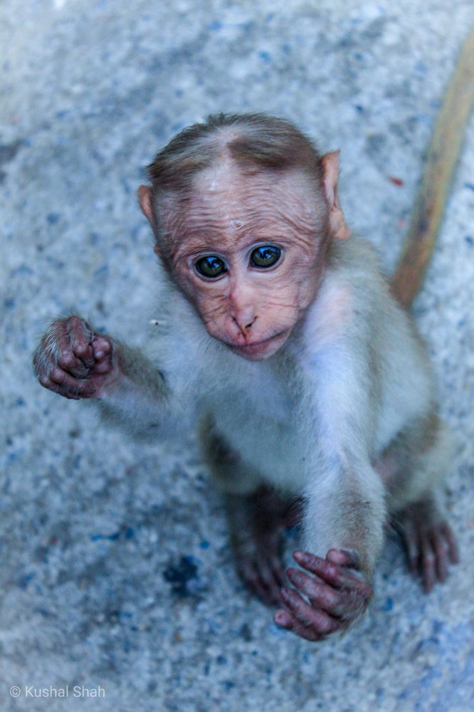 Photograph by Kushal P Shah